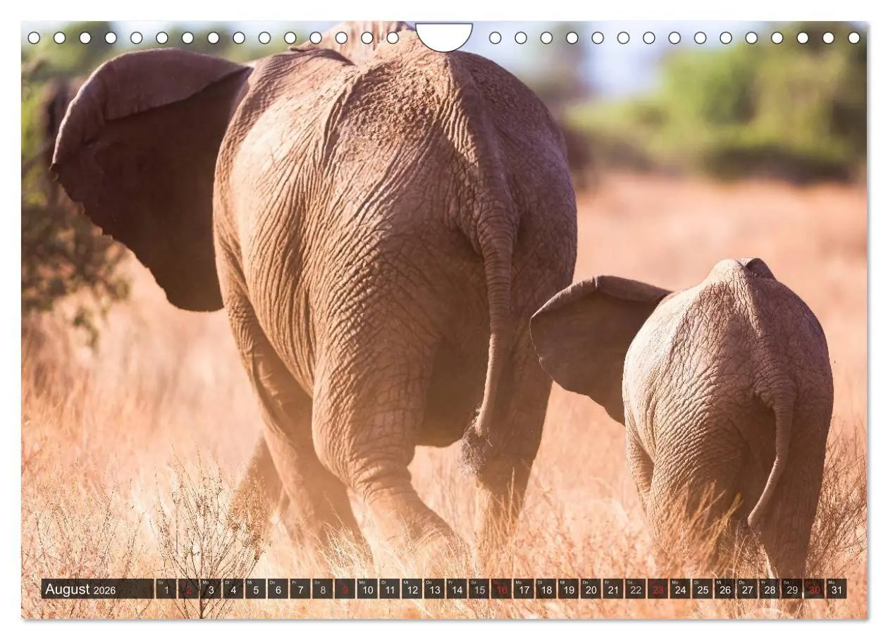 Bild: 9783516161694 | Kenia 2026 (Wandkalender 2026 DIN A4 quer), CALVENDO Monatskalender