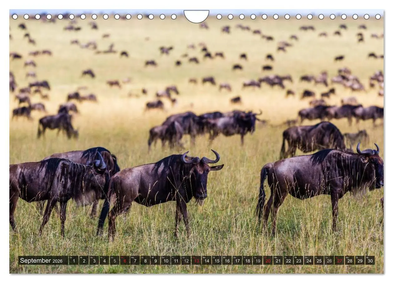 Bild: 9783516161694 | Kenia 2026 (Wandkalender 2026 DIN A4 quer), CALVENDO Monatskalender