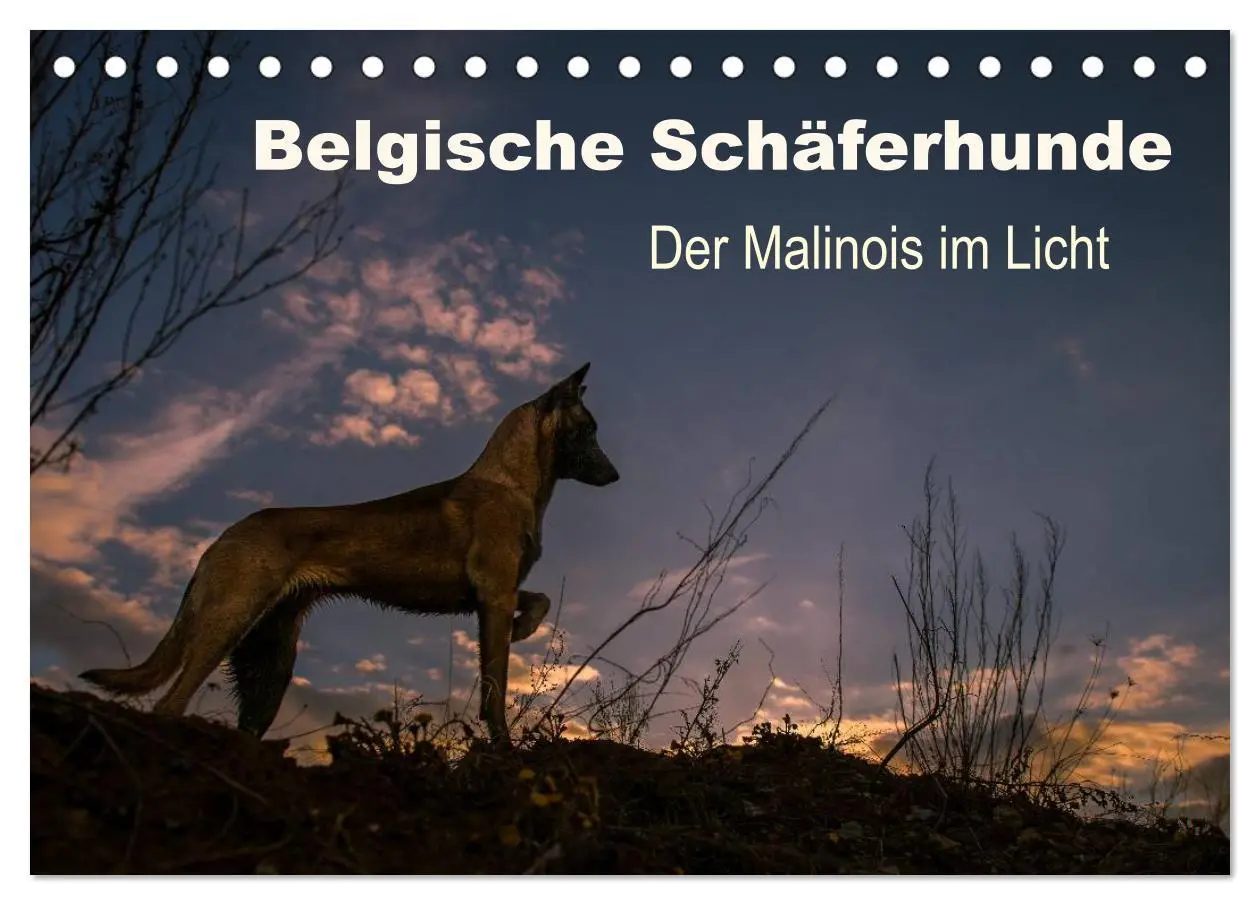 Cover: 9783516081794 | Belgische Schäferhunde - Der Malinois im Licht (Tischkalender 2026...