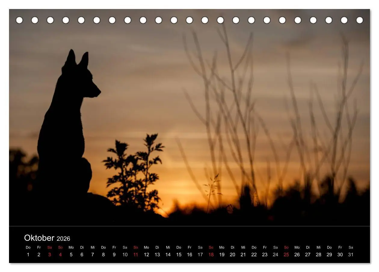 Bild: 9783516081794 | Belgische Schäferhunde - Der Malinois im Licht (Tischkalender 2026...