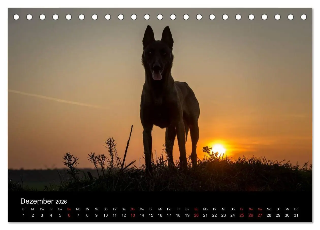 Bild: 9783516081794 | Belgische Schäferhunde - Der Malinois im Licht (Tischkalender 2026...