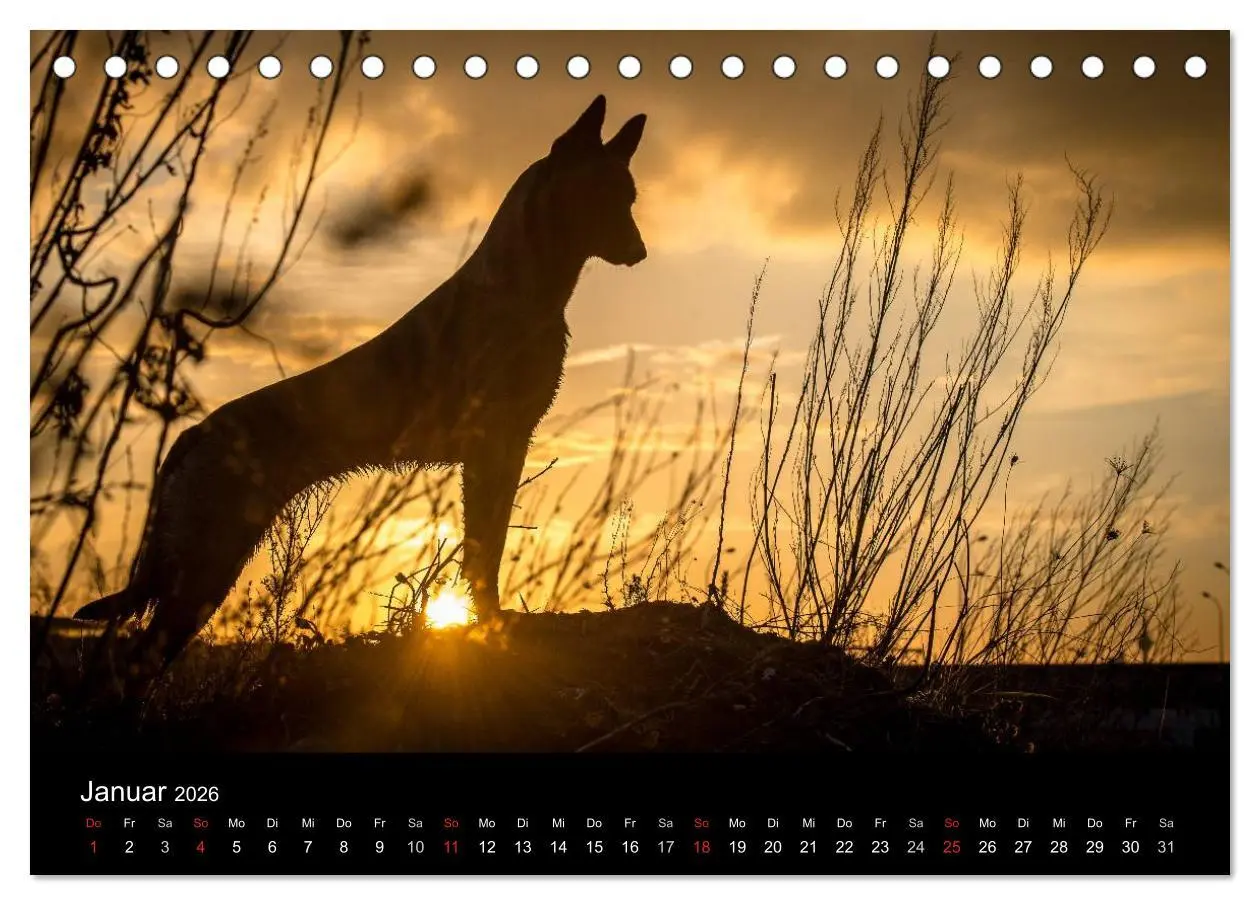 Bild: 9783516081794 | Belgische Schäferhunde - Der Malinois im Licht (Tischkalender 2026...