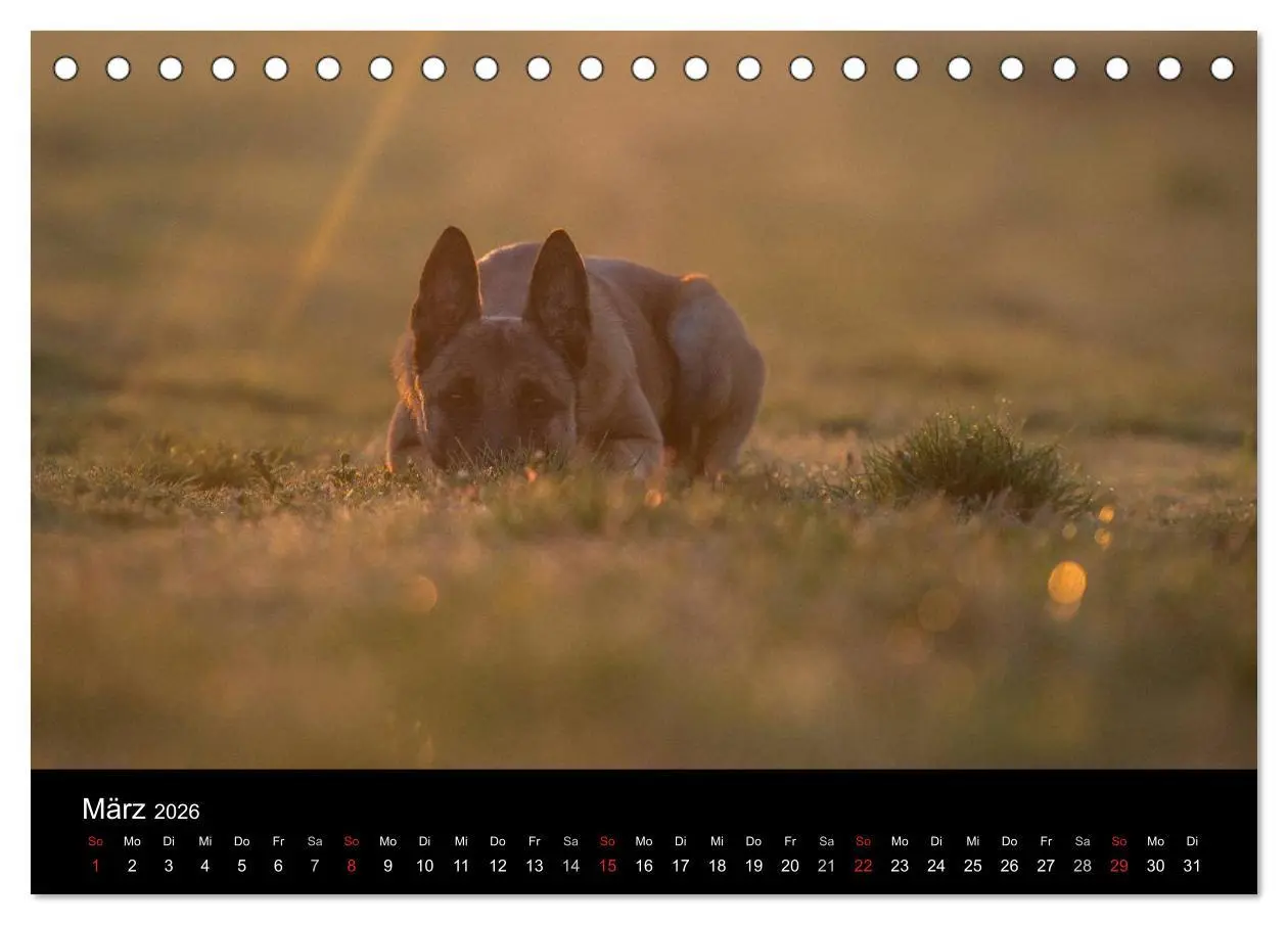 Bild: 9783516081794 | Belgische Schäferhunde - Der Malinois im Licht (Tischkalender 2026...