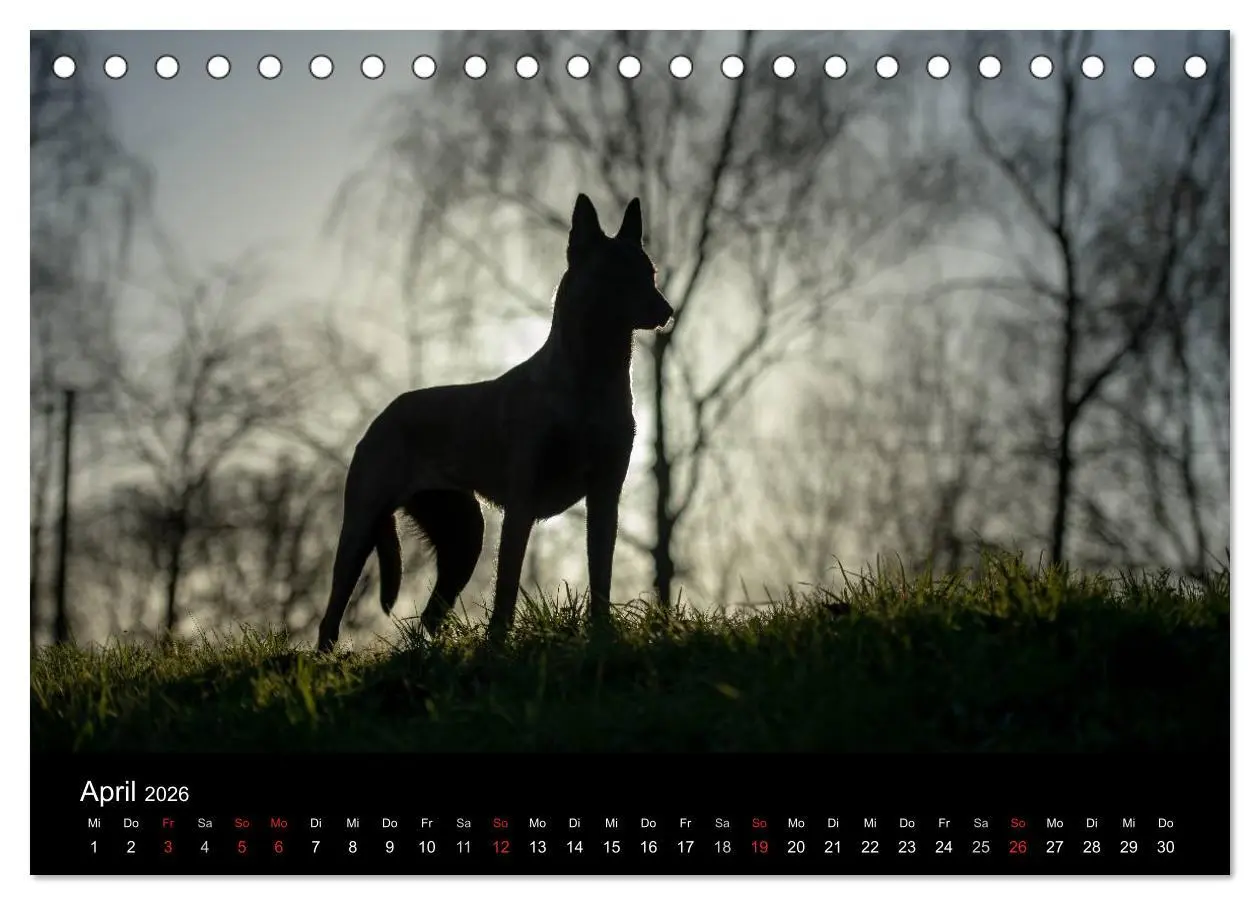 Bild: 9783516081794 | Belgische Schäferhunde - Der Malinois im Licht (Tischkalender 2026...