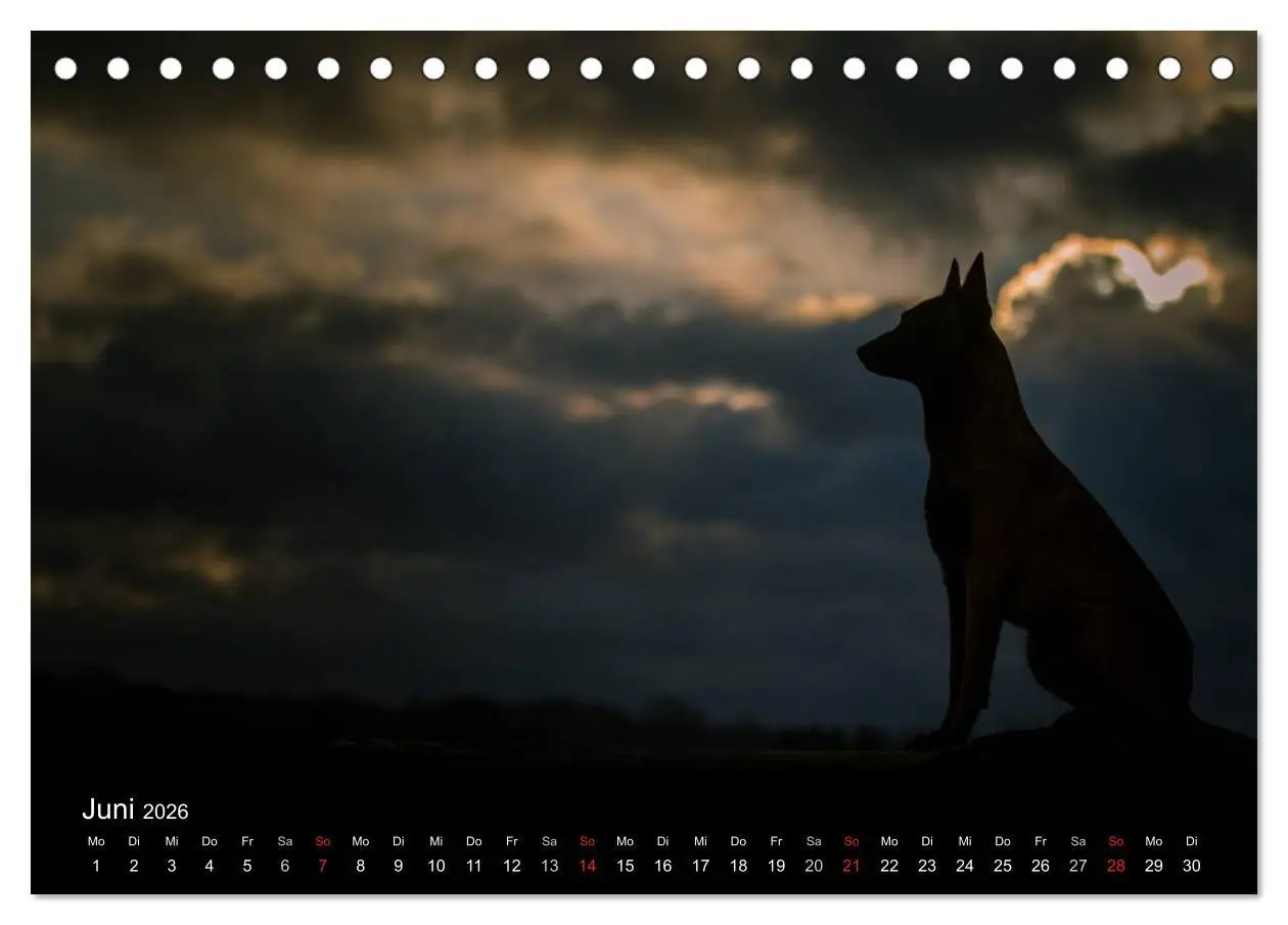 Bild: 9783516081794 | Belgische Schäferhunde - Der Malinois im Licht (Tischkalender 2026...
