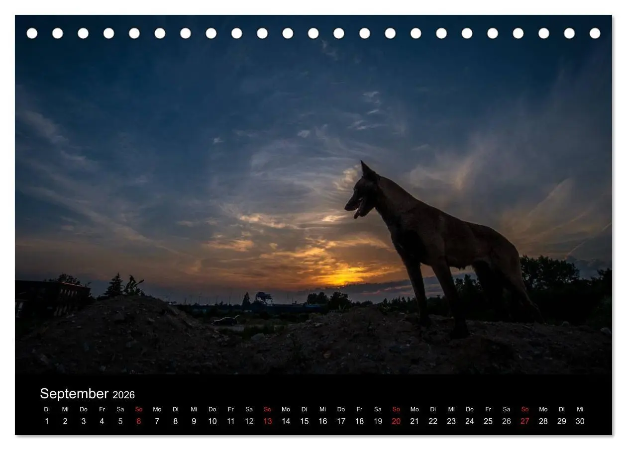 Bild: 9783516081794 | Belgische Schäferhunde - Der Malinois im Licht (Tischkalender 2026...