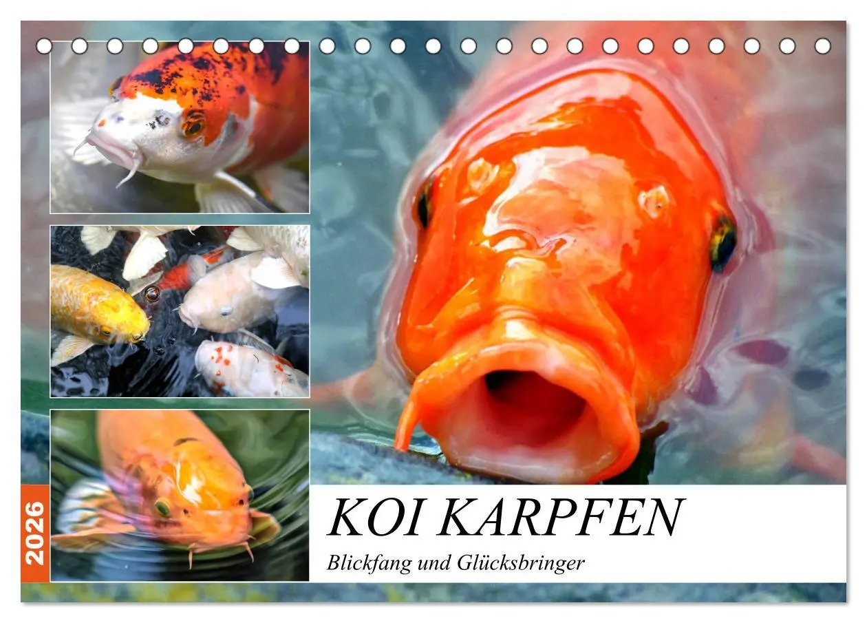 Cover: 9783457741894 | Koi Karpfen. Blickfang und Glücksbringer (Tischkalender 2026 DIN A5...