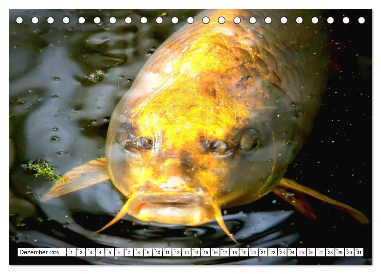 Bild: 9783457741894 | Koi Karpfen. Blickfang und Glücksbringer (Tischkalender 2026 DIN A5...