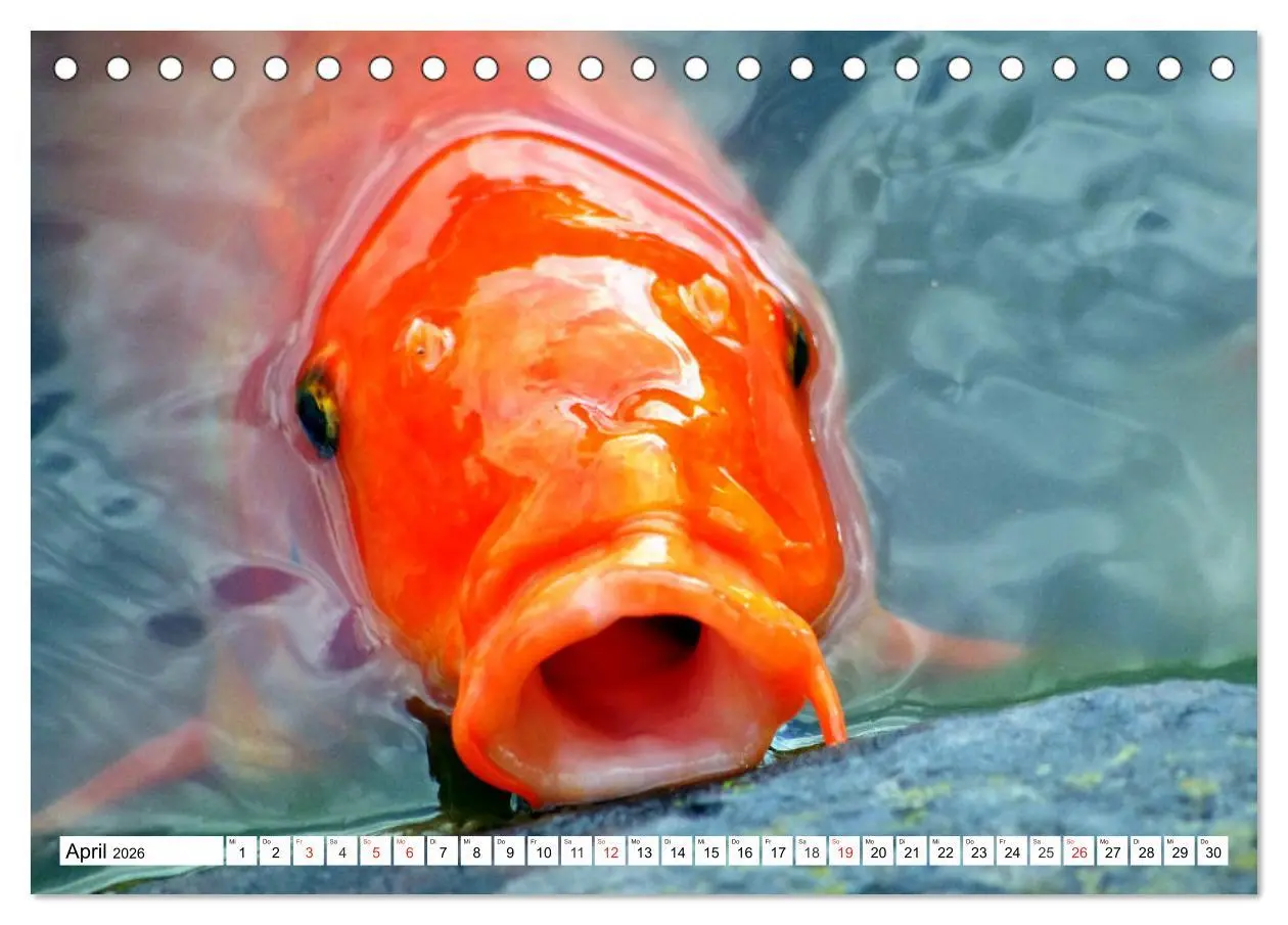 Bild: 9783457741894 | Koi Karpfen. Blickfang und Glücksbringer (Tischkalender 2026 DIN A5...