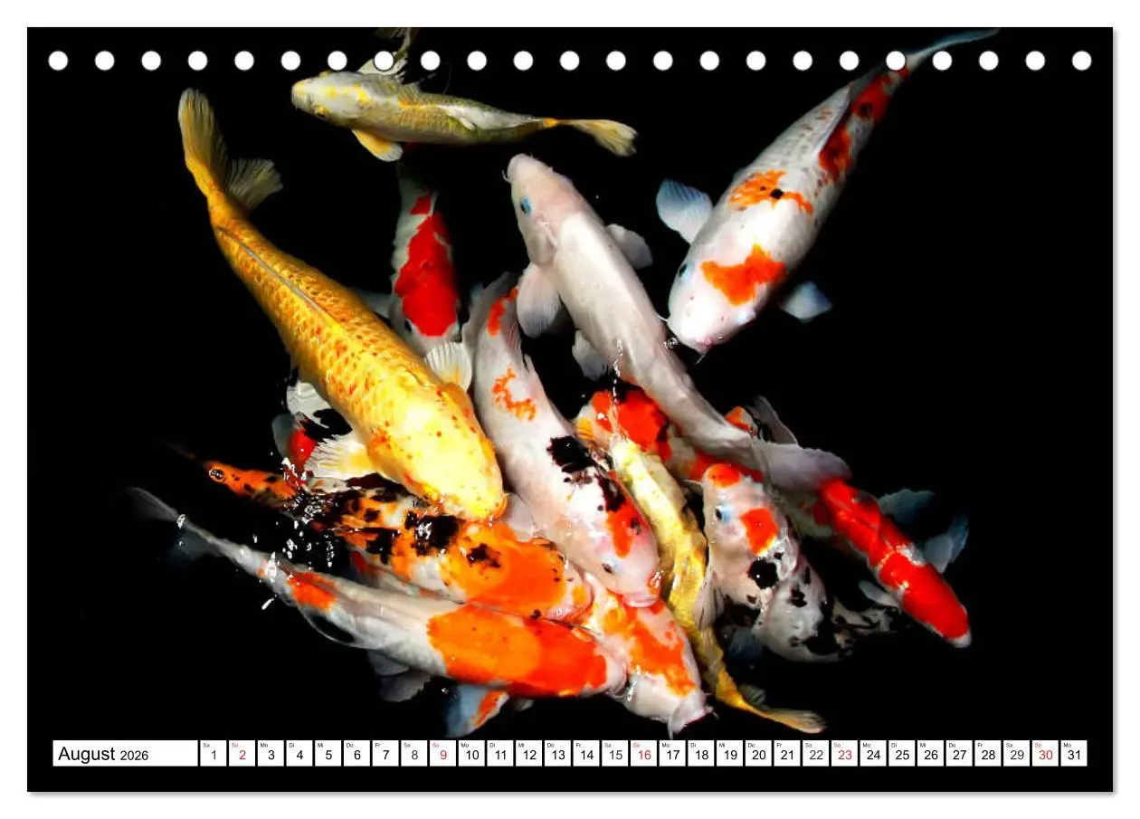 Bild: 9783457741894 | Koi Karpfen. Blickfang und Glücksbringer (Tischkalender 2026 DIN A5...