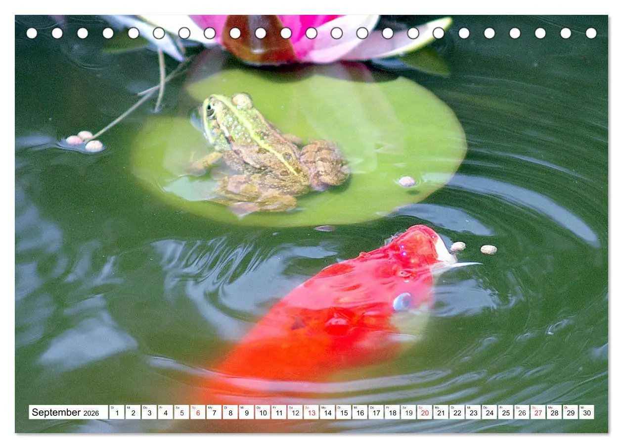 Bild: 9783457741894 | Koi Karpfen. Blickfang und Glücksbringer (Tischkalender 2026 DIN A5...