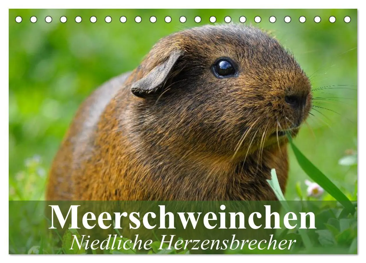 Cover: 9783516141894 | Meerschweinchen Niedliche Herzensbrecher (Tischkalender 2026 DIN A5...