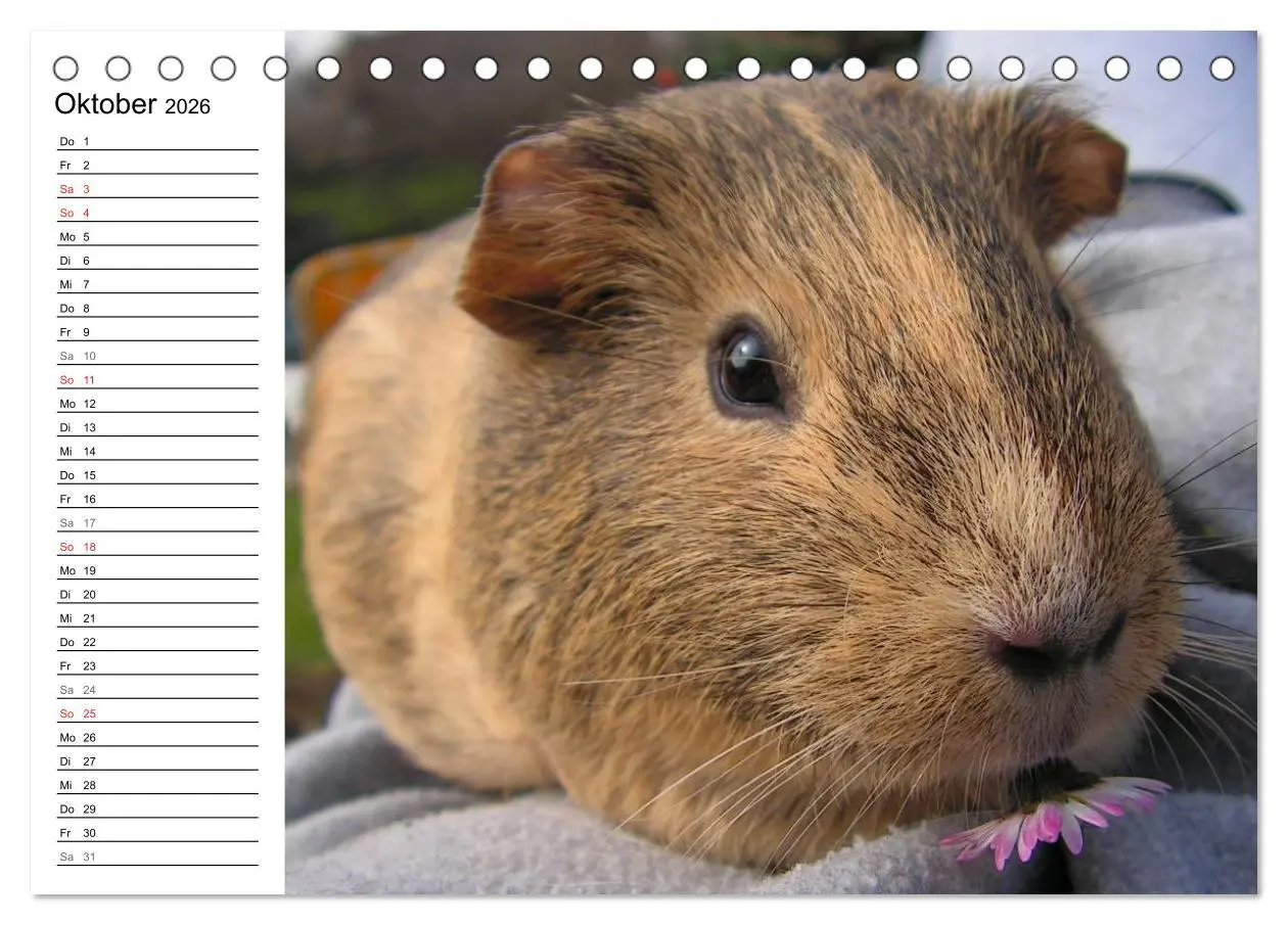 Bild: 9783516141894 | Meerschweinchen Niedliche Herzensbrecher (Tischkalender 2026 DIN A5...
