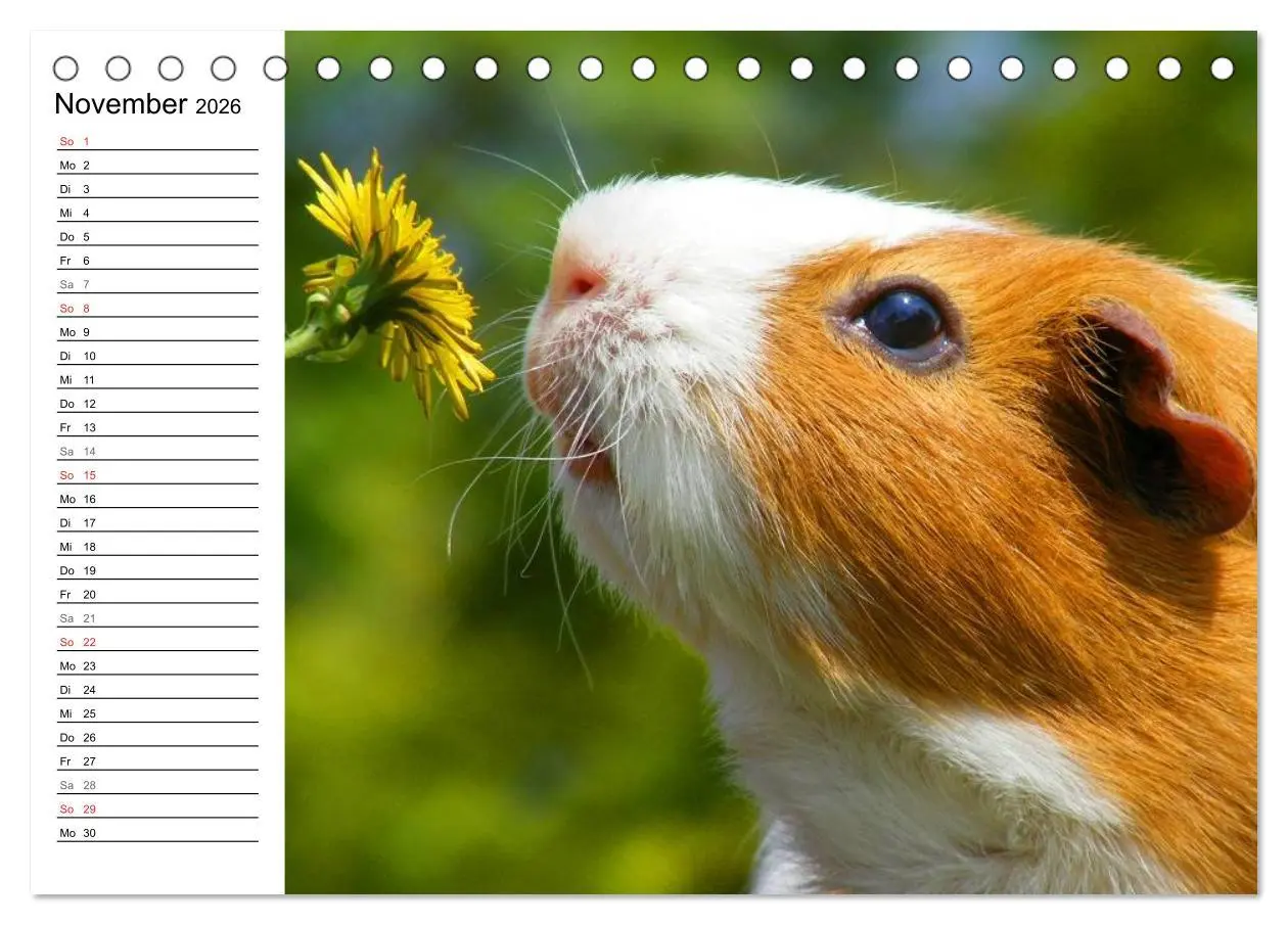 Bild: 9783516141894 | Meerschweinchen Niedliche Herzensbrecher (Tischkalender 2026 DIN A5...
