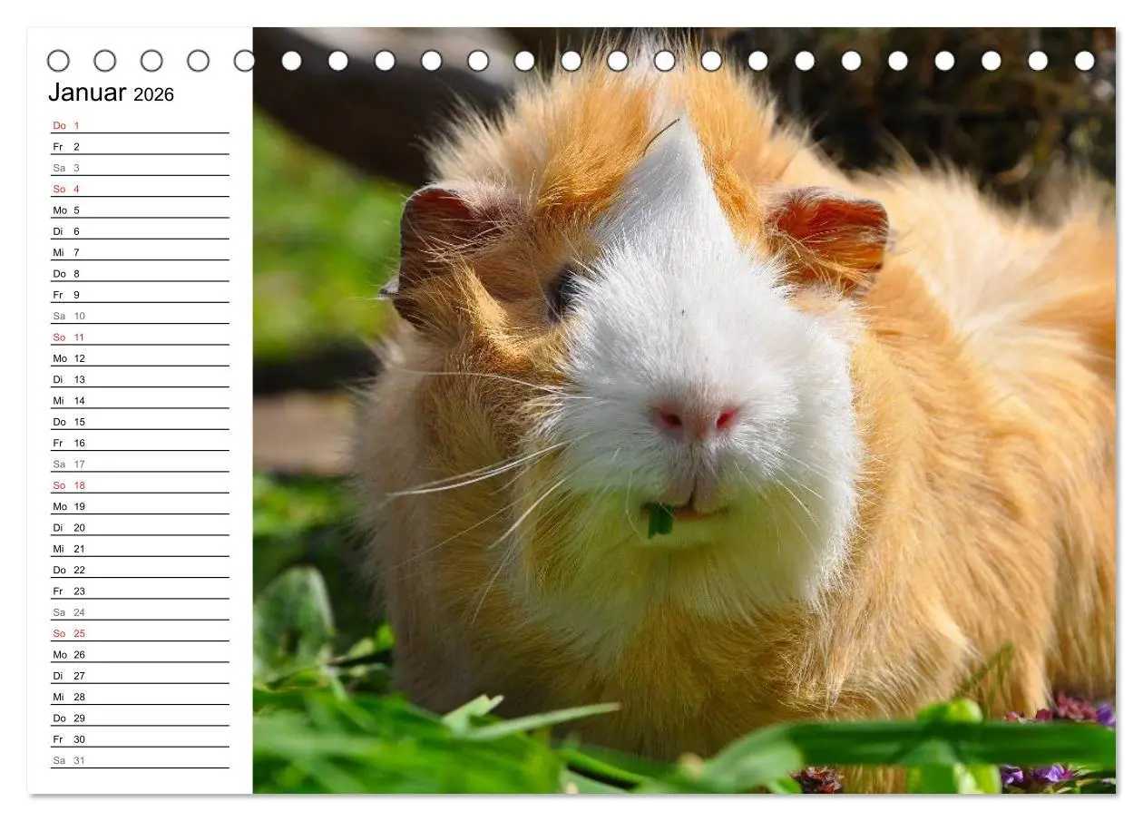 Bild: 9783516141894 | Meerschweinchen Niedliche Herzensbrecher (Tischkalender 2026 DIN A5...