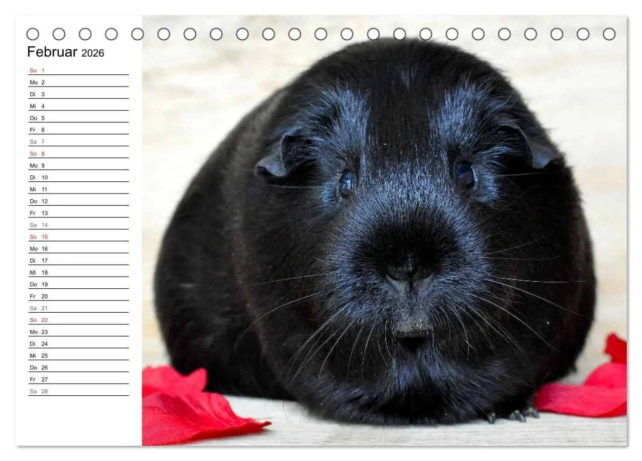 Bild: 9783516141894 | Meerschweinchen Niedliche Herzensbrecher (Tischkalender 2026 DIN A5...