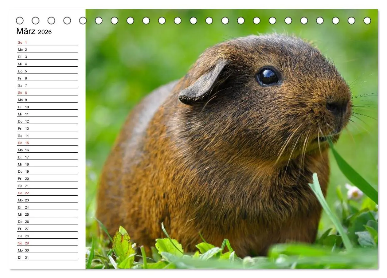 Bild: 9783516141894 | Meerschweinchen Niedliche Herzensbrecher (Tischkalender 2026 DIN A5...