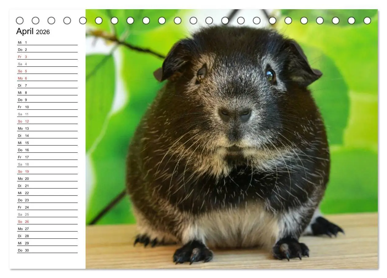 Bild: 9783516141894 | Meerschweinchen Niedliche Herzensbrecher (Tischkalender 2026 DIN A5...
