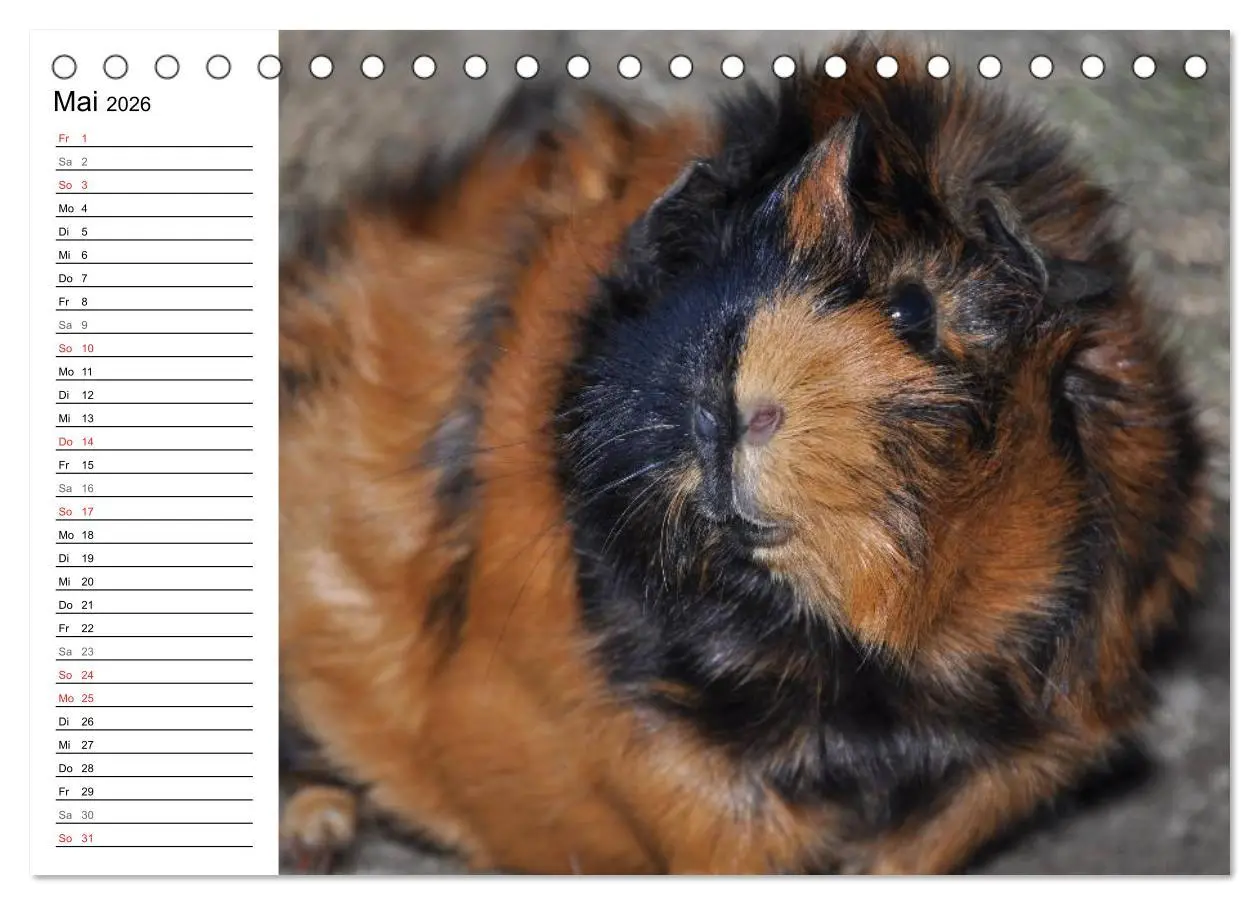Bild: 9783516141894 | Meerschweinchen Niedliche Herzensbrecher (Tischkalender 2026 DIN A5...