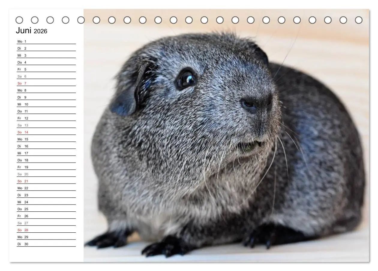 Bild: 9783516141894 | Meerschweinchen Niedliche Herzensbrecher (Tischkalender 2026 DIN A5...