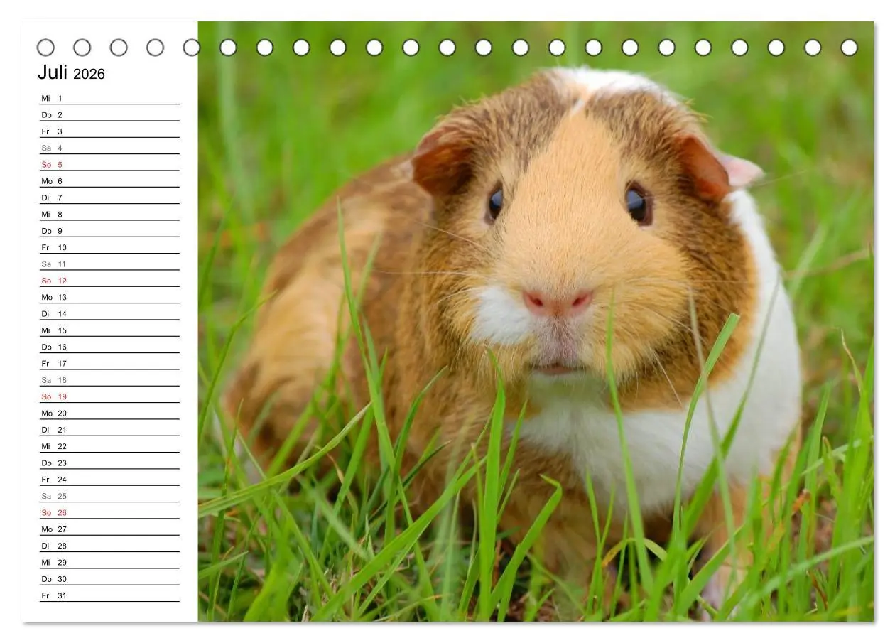 Bild: 9783516141894 | Meerschweinchen Niedliche Herzensbrecher (Tischkalender 2026 DIN A5...