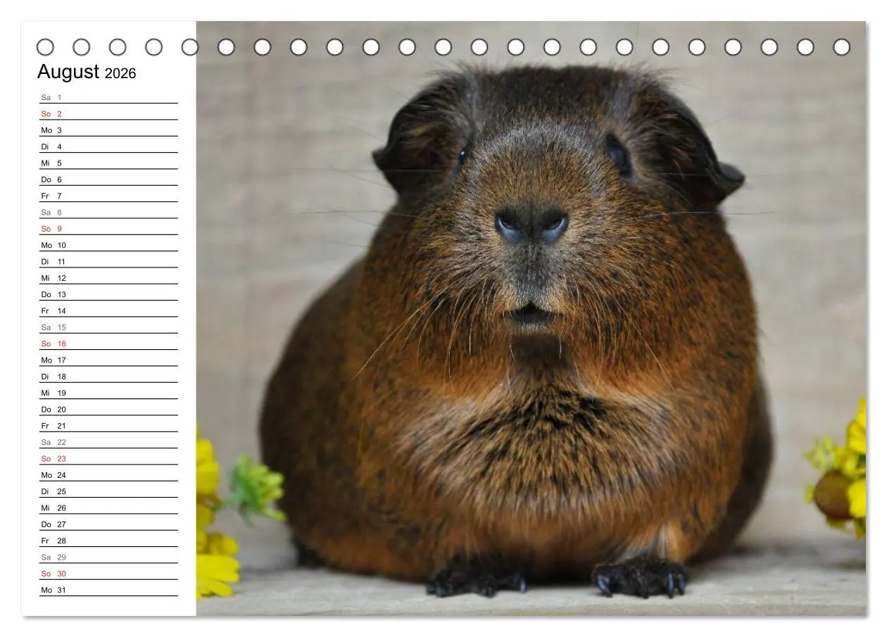 Bild: 9783516141894 | Meerschweinchen Niedliche Herzensbrecher (Tischkalender 2026 DIN A5...