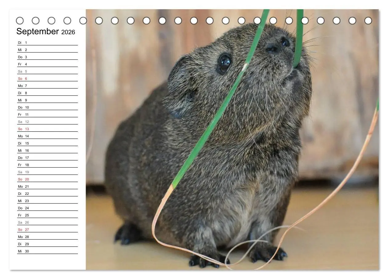 Bild: 9783516141894 | Meerschweinchen Niedliche Herzensbrecher (Tischkalender 2026 DIN A5...