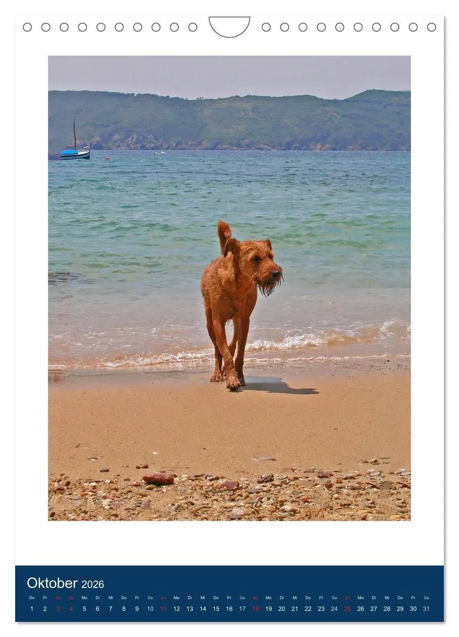 Bild: 9783516381894 | Kelly - Ein Irish Terrier macht Urlaub (Wandkalender 2026 DIN A4...