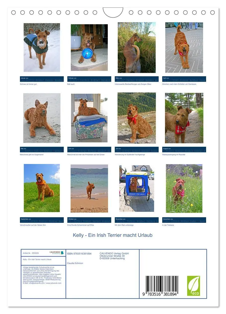 Bild: 9783516381894 | Kelly - Ein Irish Terrier macht Urlaub (Wandkalender 2026 DIN A4...