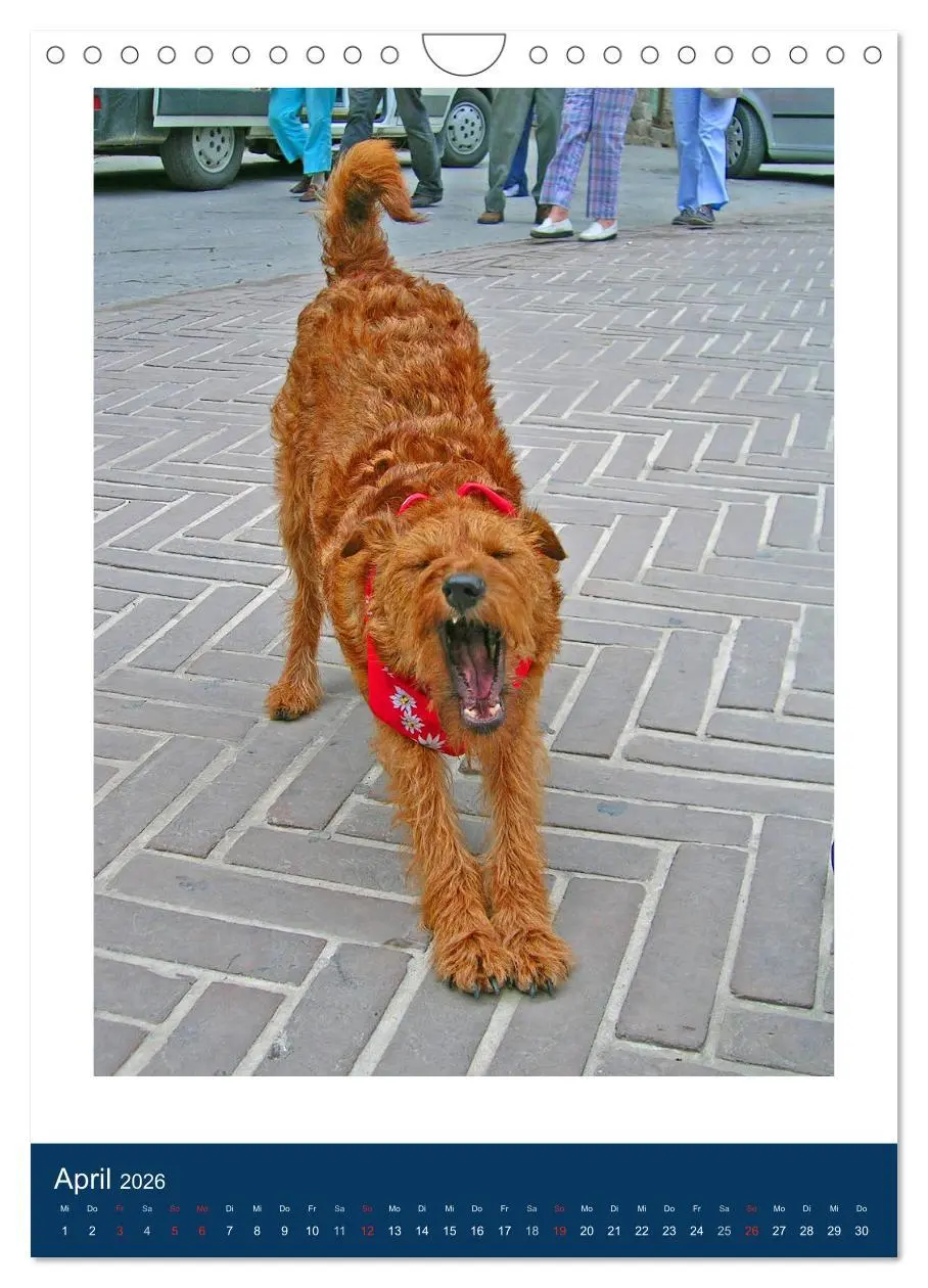 Bild: 9783516381894 | Kelly - Ein Irish Terrier macht Urlaub (Wandkalender 2026 DIN A4...
