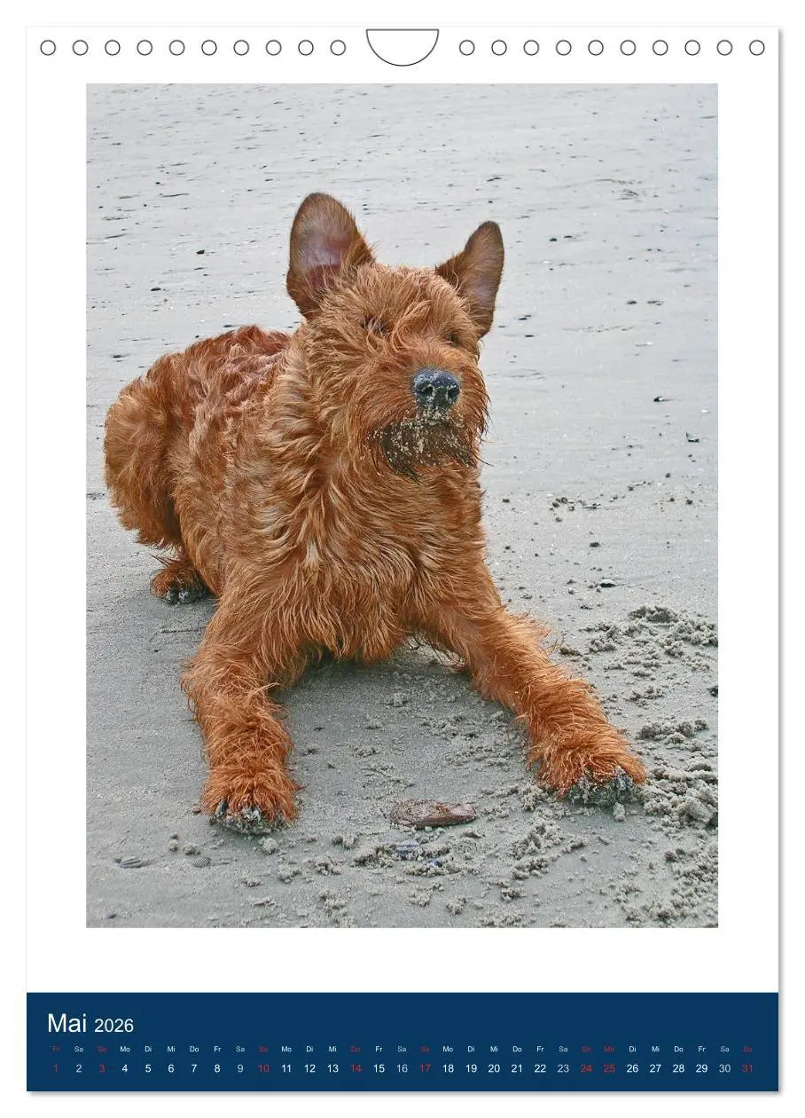 Bild: 9783516381894 | Kelly - Ein Irish Terrier macht Urlaub (Wandkalender 2026 DIN A4...