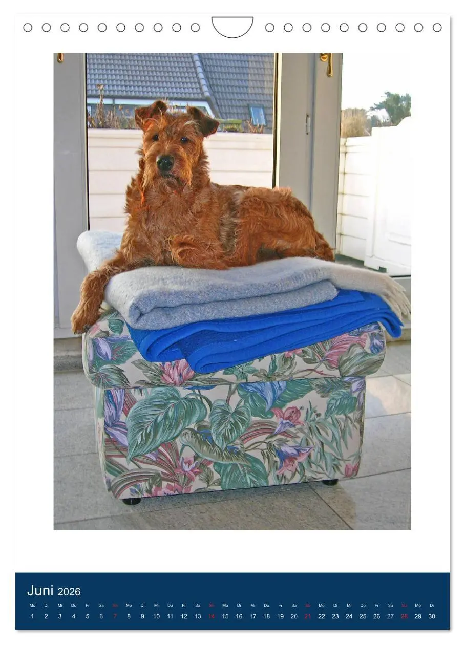 Bild: 9783516381894 | Kelly - Ein Irish Terrier macht Urlaub (Wandkalender 2026 DIN A4...