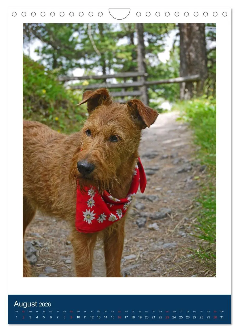 Bild: 9783516381894 | Kelly - Ein Irish Terrier macht Urlaub (Wandkalender 2026 DIN A4...