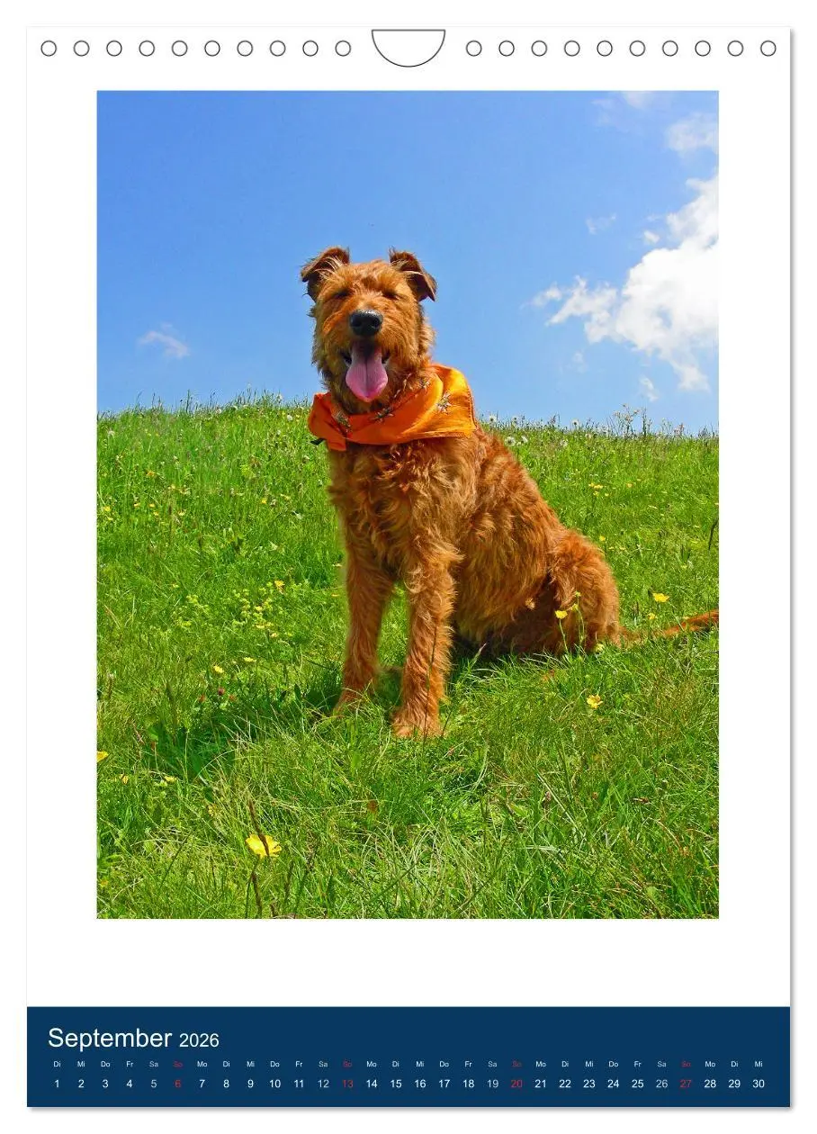 Bild: 9783516381894 | Kelly - Ein Irish Terrier macht Urlaub (Wandkalender 2026 DIN A4...