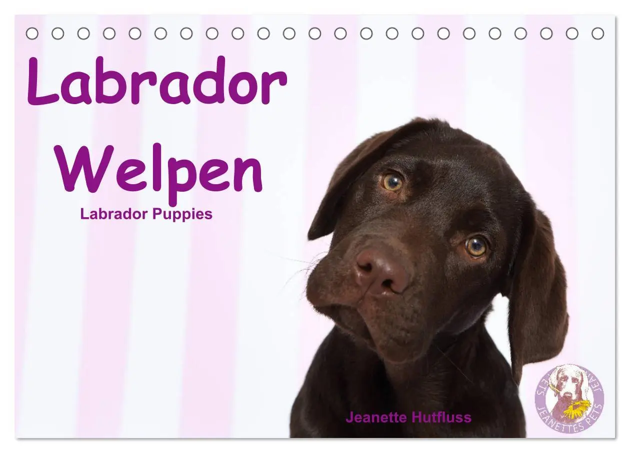 Cover: 9783457772294 | Labrador Welpen - Labrador Puppies (Tischkalender 2026 DIN A5...