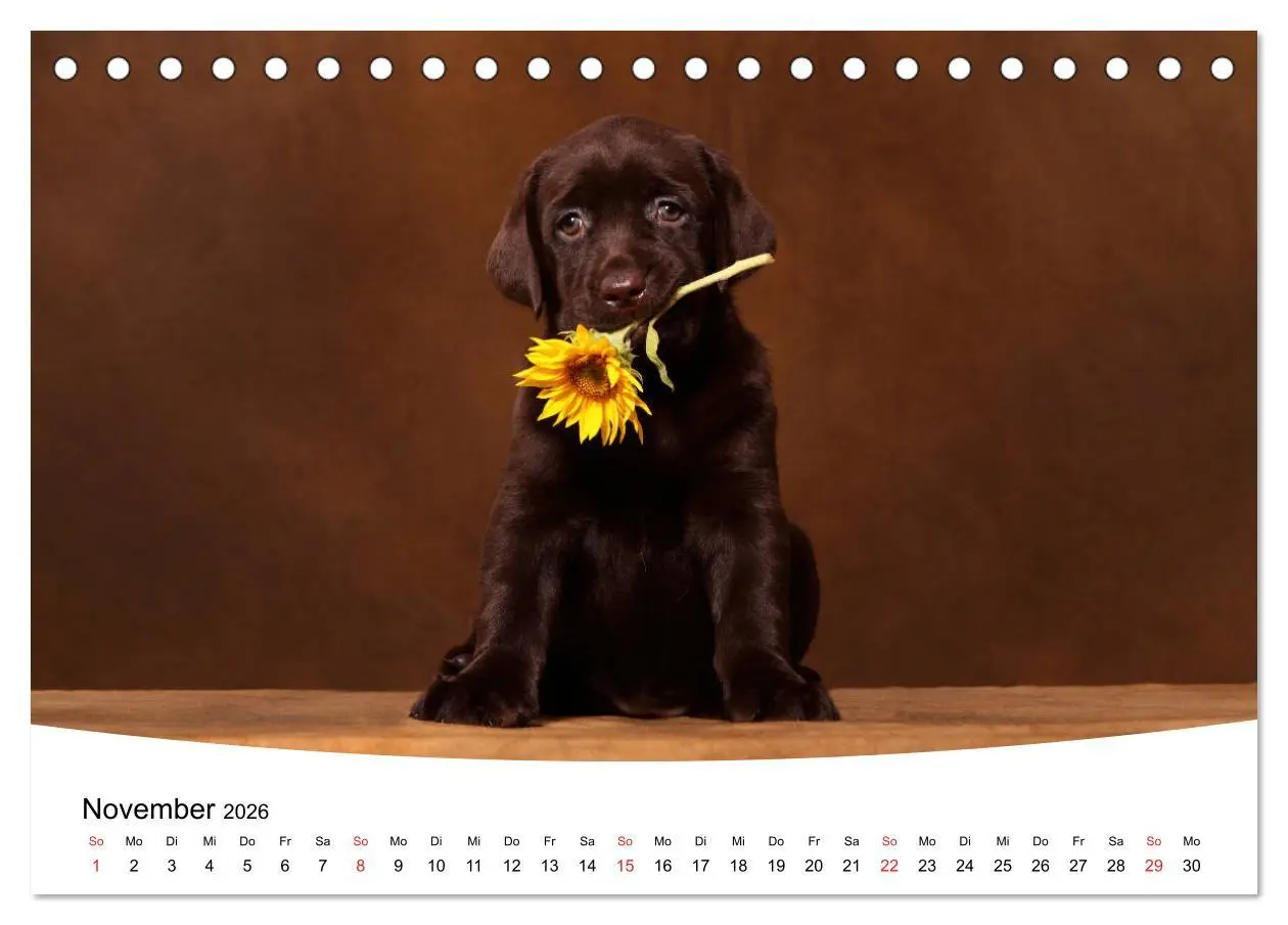 Bild: 9783457772294 | Labrador Welpen - Labrador Puppies (Tischkalender 2026 DIN A5...