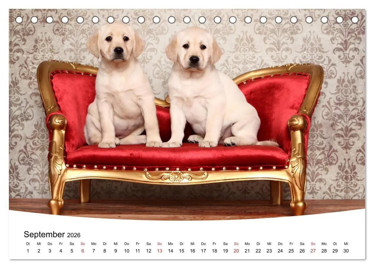 Bild: 9783457772294 | Labrador Welpen - Labrador Puppies (Tischkalender 2026 DIN A5...