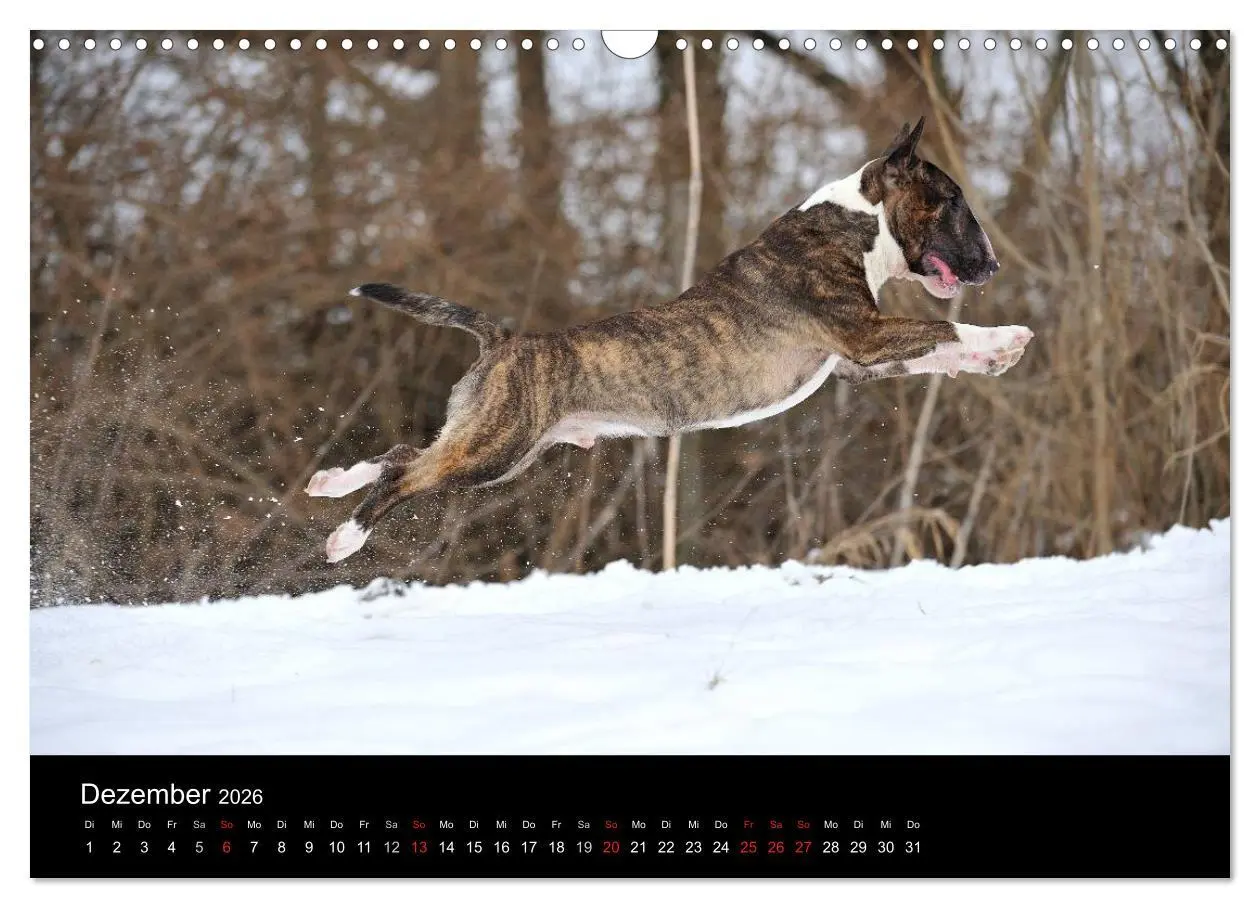 Bild: 9783516092394 | Bullterrier 2026 - Kleine Clowns mit großem Herz (Wandkalender 2026...