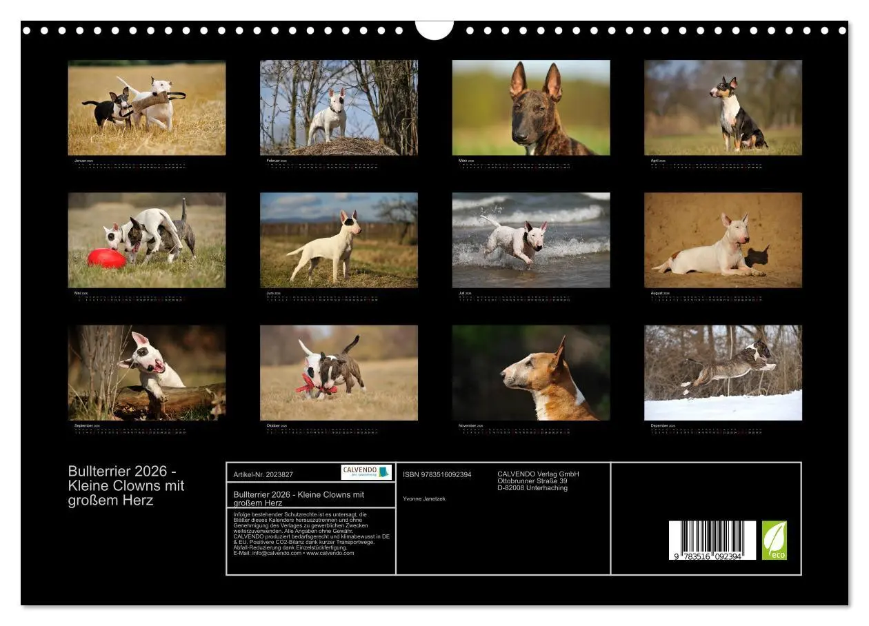 Bild: 9783516092394 | Bullterrier 2026 - Kleine Clowns mit großem Herz (Wandkalender 2026...