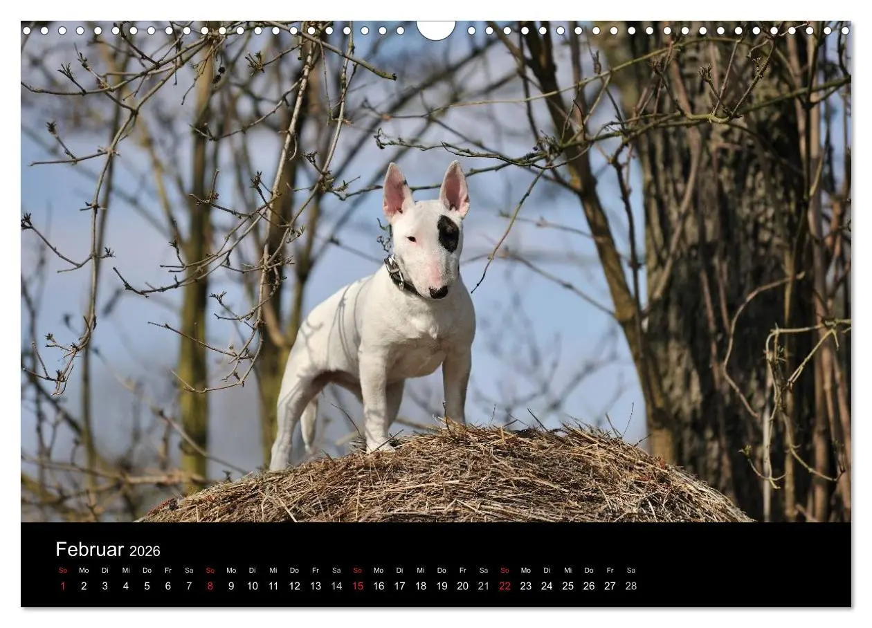 Bild: 9783516092394 | Bullterrier 2026 - Kleine Clowns mit großem Herz (Wandkalender 2026...