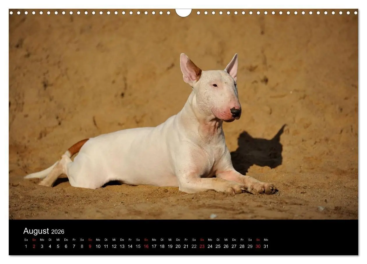Bild: 9783516092394 | Bullterrier 2026 - Kleine Clowns mit großem Herz (Wandkalender 2026...