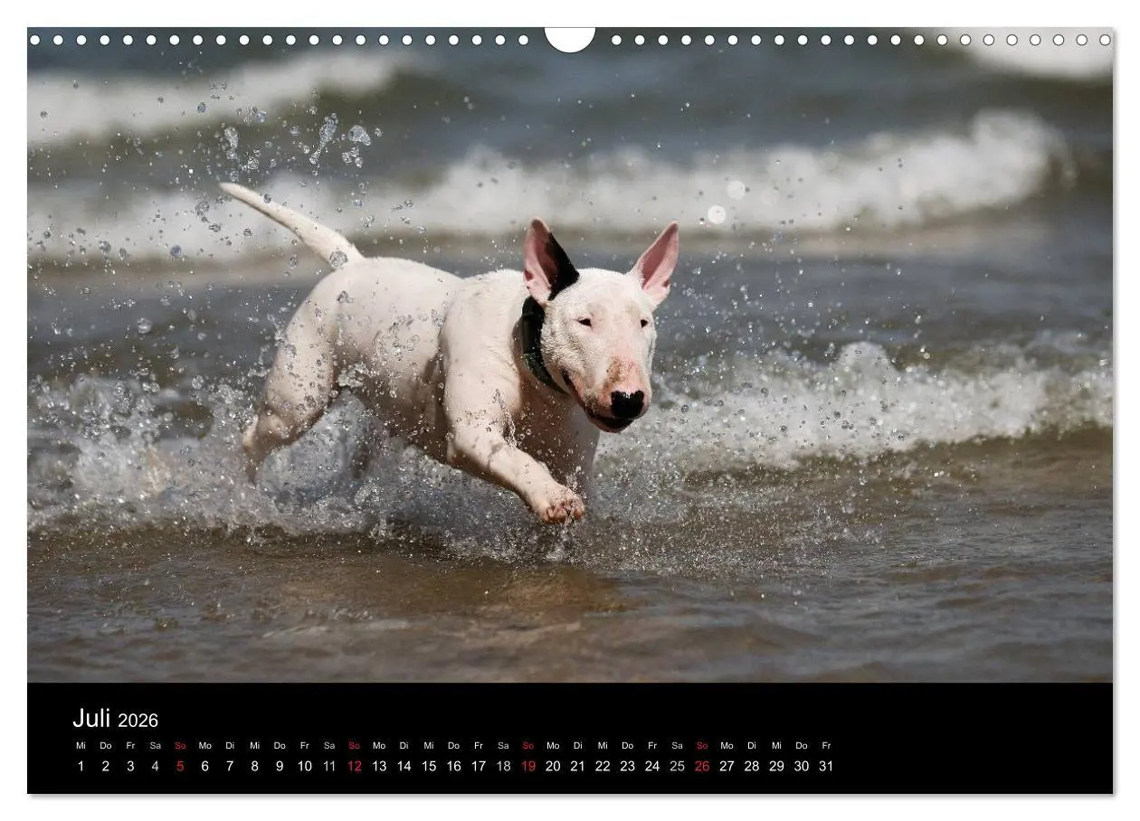 Bild: 9783516092394 | Bullterrier 2026 - Kleine Clowns mit großem Herz (Wandkalender 2026...