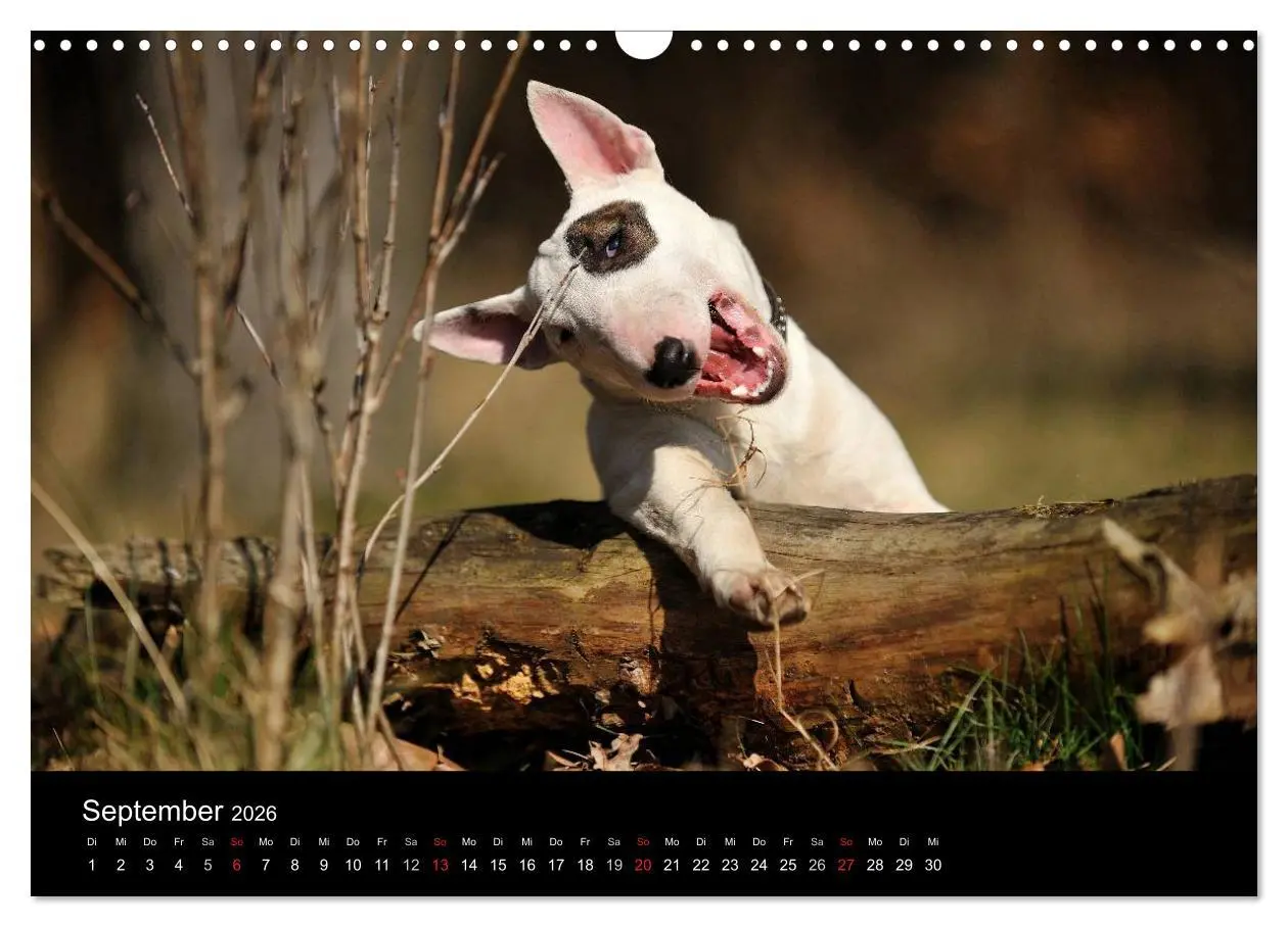 Bild: 9783516092394 | Bullterrier 2026 - Kleine Clowns mit großem Herz (Wandkalender 2026...