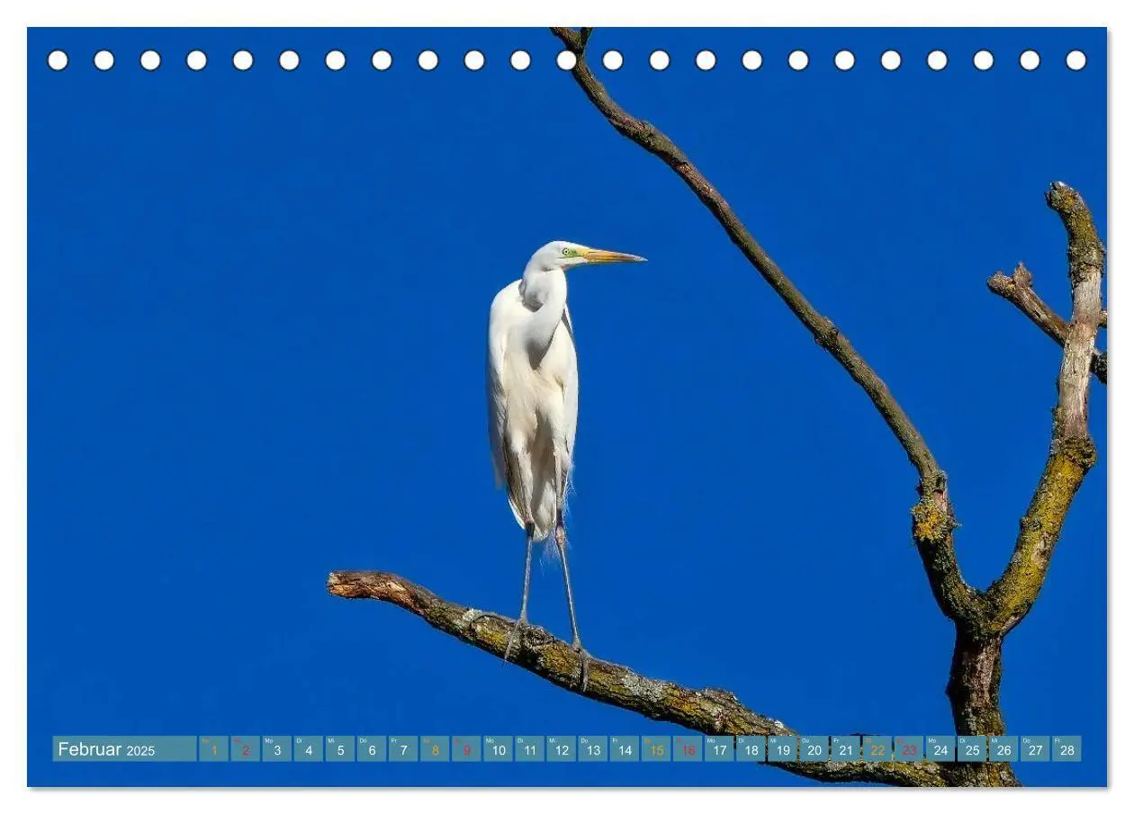 Bild: 9783435592494 | Reiher - auf langen Beinen (Tischkalender 2025 DIN A5 quer),...