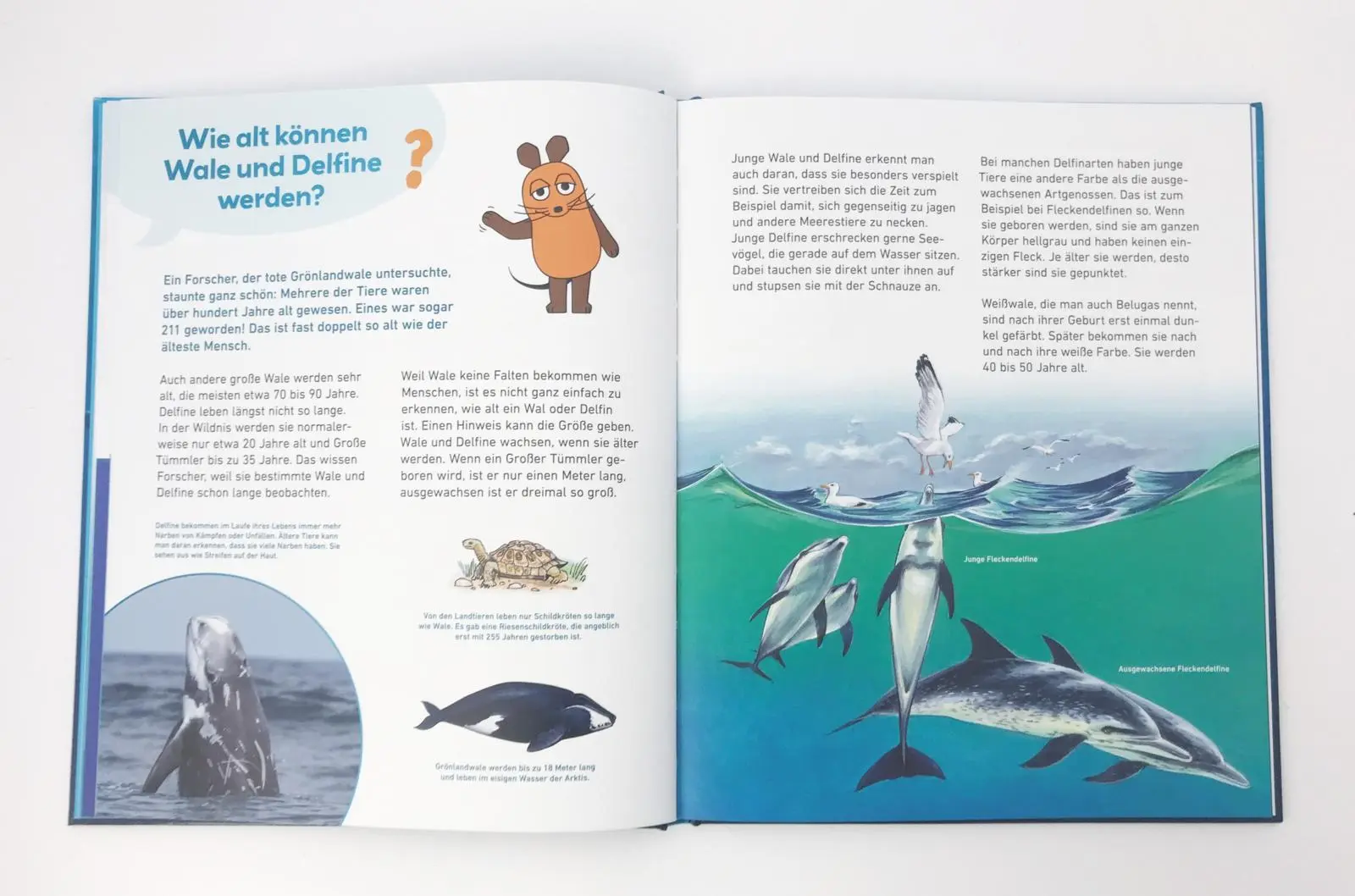 Bild: 9783551252494 | Frag doch mal ... die Maus!: Wale und Delfine | Sylvia Englert | Buch