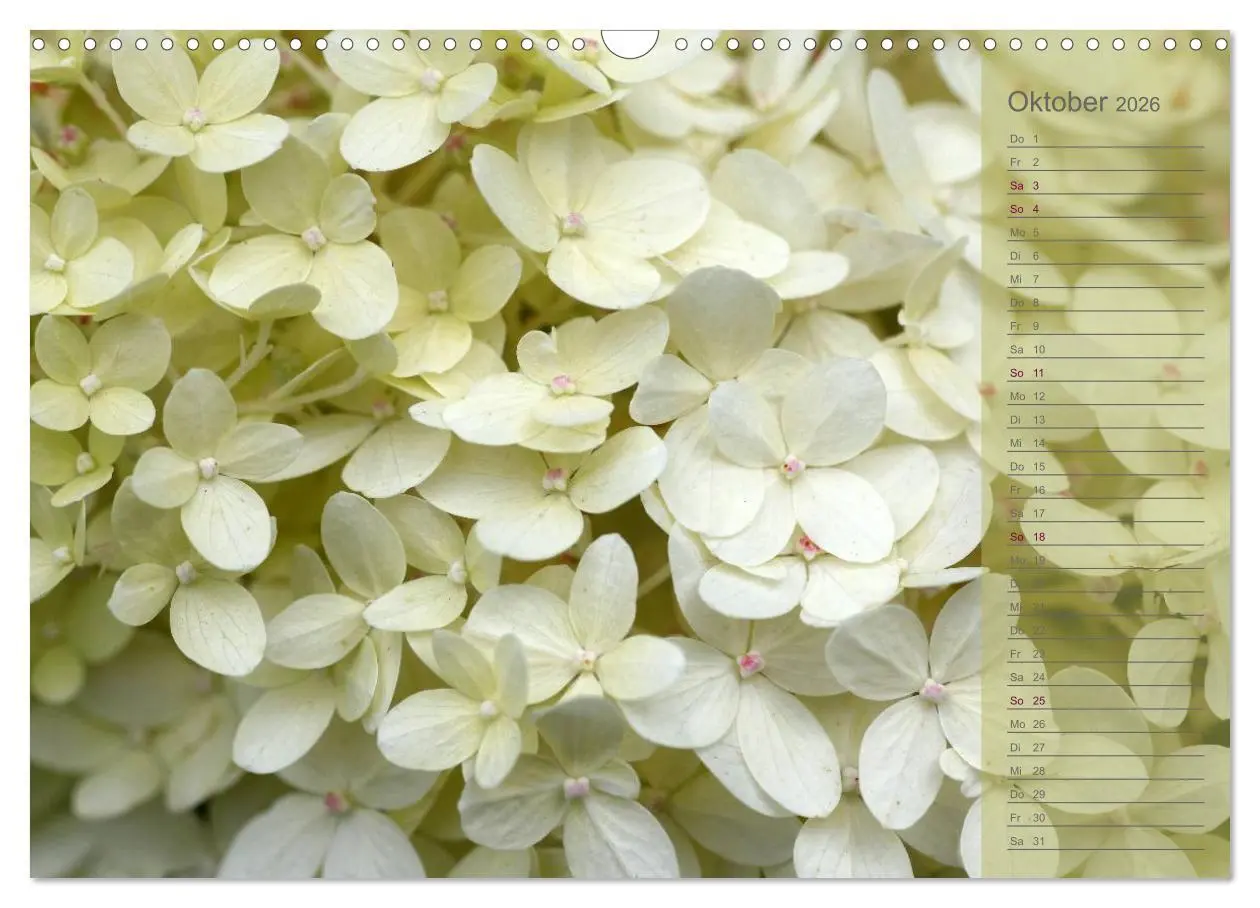 Bild: 9783516142594 | Hortensien / Geburtstagskalender (Wandkalender 2026 DIN A3 quer),...