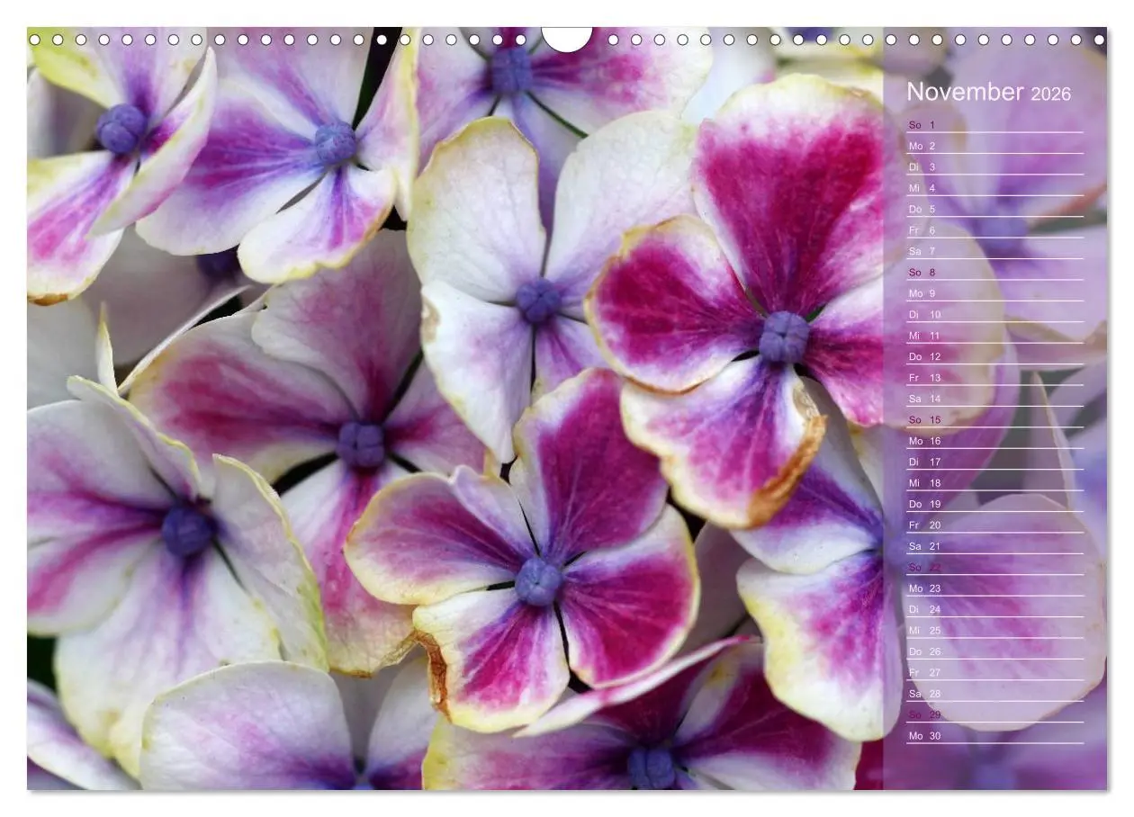 Bild: 9783516142594 | Hortensien / Geburtstagskalender (Wandkalender 2026 DIN A3 quer),...