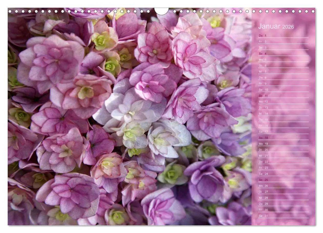 Bild: 9783516142594 | Hortensien / Geburtstagskalender (Wandkalender 2026 DIN A3 quer),...