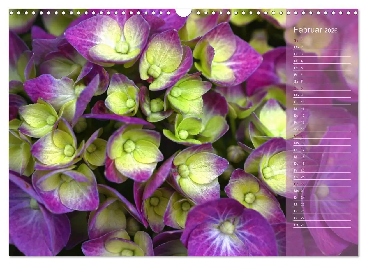 Bild: 9783516142594 | Hortensien / Geburtstagskalender (Wandkalender 2026 DIN A3 quer),...