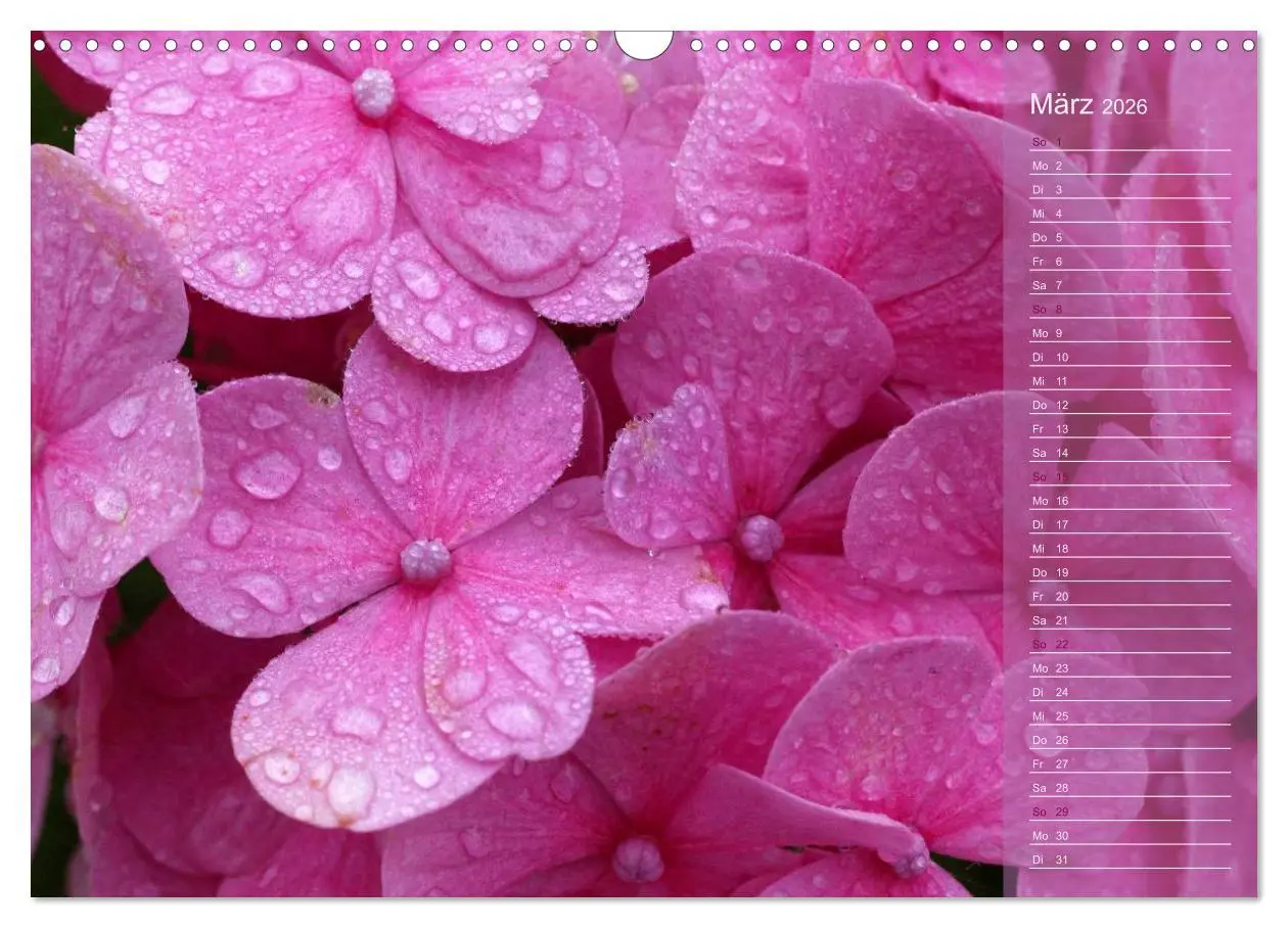 Bild: 9783516142594 | Hortensien / Geburtstagskalender (Wandkalender 2026 DIN A3 quer),...